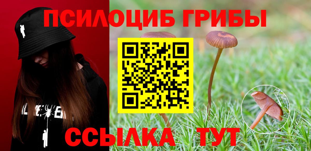Псилоцибиновые грибы прущие грибы  сколько стоит  Вход с VPN  Ангарск  Псилоцибиновые грибы Psilocybe 